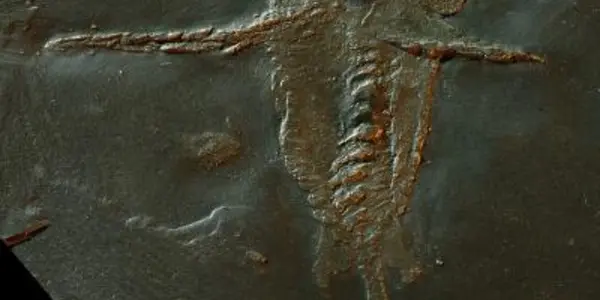 Schinderhannes Bartelsi - The Origin Of Claws In A 390-Million-Year-Old Fossil