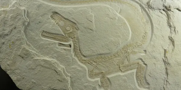 Sciurumimus Albersdoerferi Dinosaur- A Feathered Theropod But Not Related To Birds