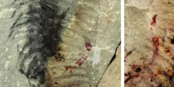 New fossil arthropod named after Johnny Depp
