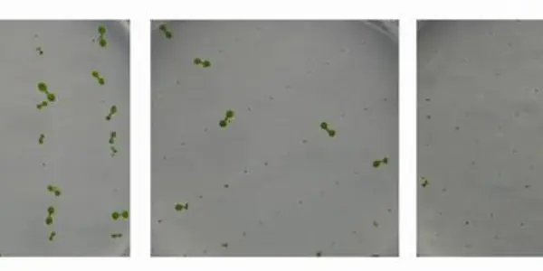 Improve Biodiversity And Cost By Increasing The Longevity Of Seeds Using Genetic Engineering