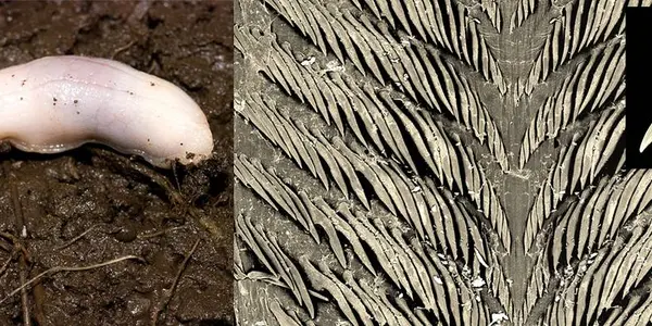 Top 10 New Species For 2009 Part 2