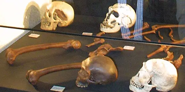 Contact Between The Last Neanderthals And Modern Humans Uncovered