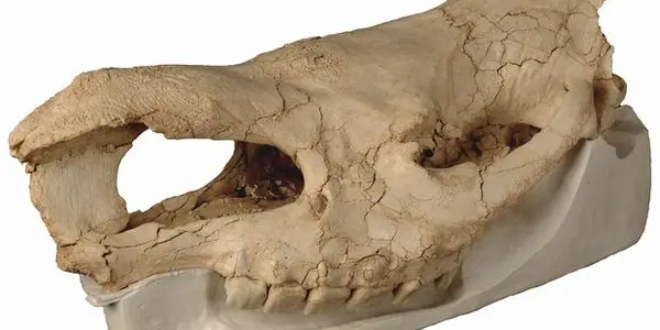 Hundsheim Rhino - An Extinction Mystery Gets Solved