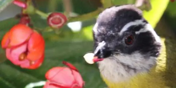 It's Not Sex But Something Weird Happens Between Axinaea Flowers And Bird Pollinators