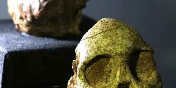 Australopith: Taung Child Was Not Human, Finds Study