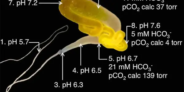 How Spiders Spin Silk - The Biology