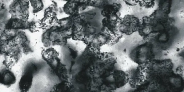Found: 3.4 Billion-Year-Old Fossils Of Sulfur-Metabolizing Microbes