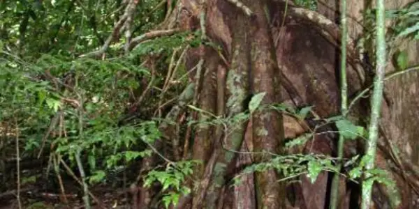 Tree With 45 Million Year Fossil History Shows Effects Of Ancient Climate Change