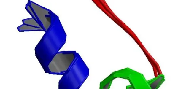 The smallest protein