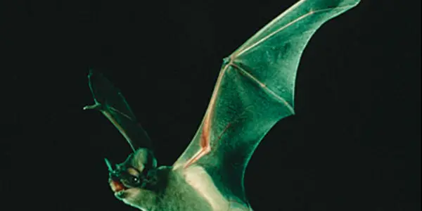 Andale! Arriba!  The Mexican Free-Tailed Bat: Speedy Gonzales Of The Bat World