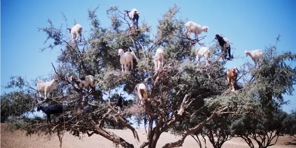 The Tree-Climbing Tamri Goats Of Morocco
