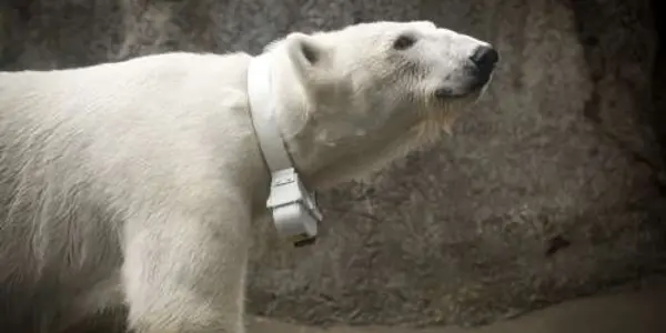 Polar Bear Accelerometer May Answer Some Questions About Climate Change