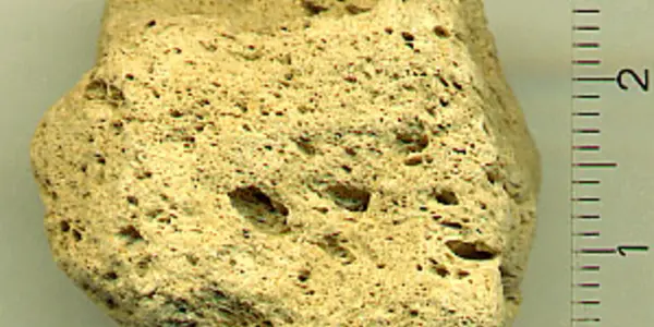 Pumice As Cradle Of Life?