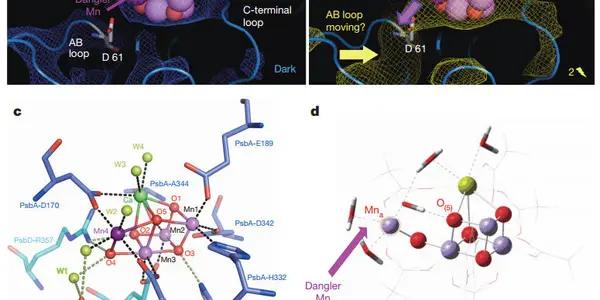 Researchers Catch Photosynthesis Oxygen Formation In Action