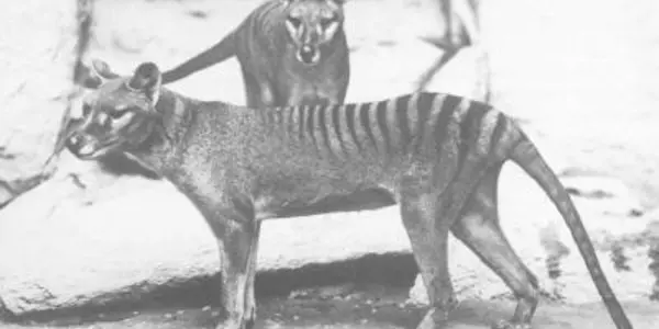 Museomics Miracle - Extinct 'Tazmanian Tiger' May Come Back To Life
