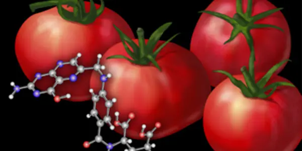 Tomato-Rich Diet Linked To Lower Prostate Cancer Risk