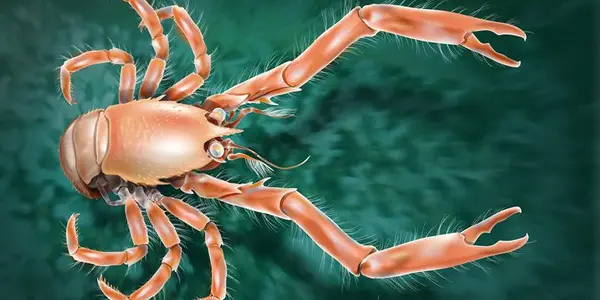Uroptychus Cartesi - New Species Of Crab Found Off The Coast Of Spain