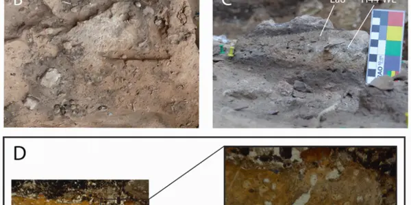 Were Neanderthals On A Paleo Diet? Oldest Human Poop Tells Us