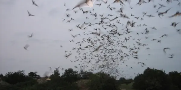 Whispering Bats Are Actually Kind Of Loud