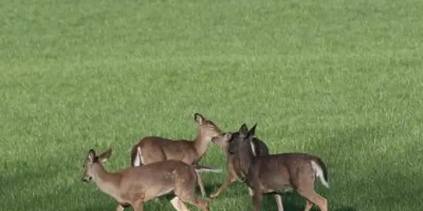 If You Want To Save The Forests, Hunt Deer