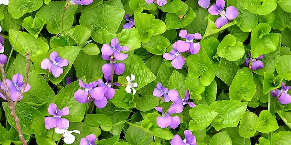 Wild Violet Patrol