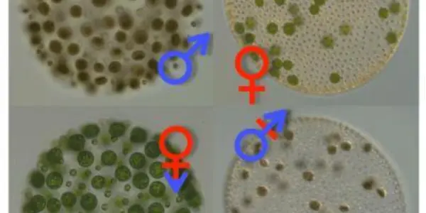 Volvox Carteri: What Transgender Algae Reveal About The Evolutionary Origin Of The Sexes