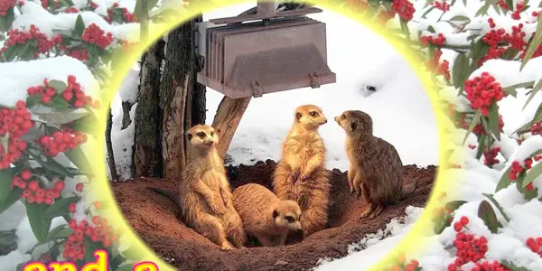 Whose Christmas Story?