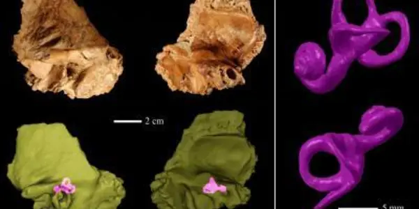 Biology's Labyrinth: Ancient Chinese Human Had Inner-ear Formation Of Neanderthals
