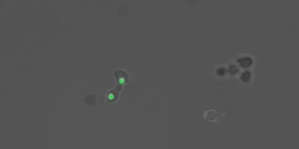 Gene Networks And Natural Selection