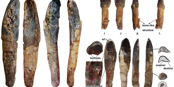 Yongjinglong Datangi: A Titan Once Roamed China