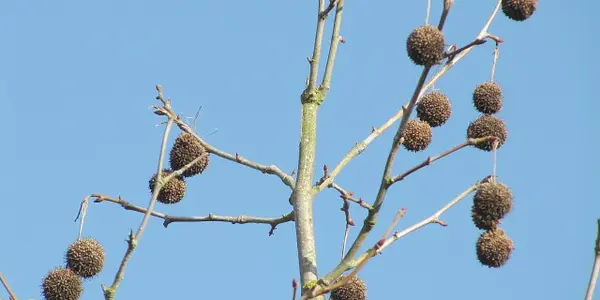 Spring and the Atom Tree