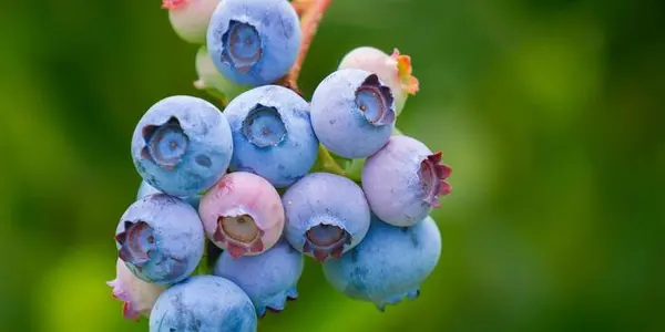USDA Awards Grant To Study Acidic Coatings To Protect Organic Food From Bacteria