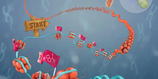 Adenine DNA Methylation May Affect Epigenetic Information