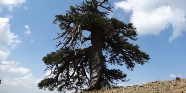 Adonis At 1075 Years: Europe's Oldest Known Living Inhabitant