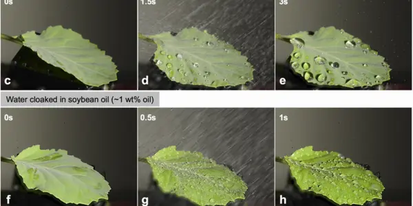 Sticky Pesticides Reduce Chemicals Needed To Protect Plants