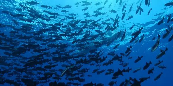 Fish Aggregation Devices: Why Do Tuna Love Floating Objects?