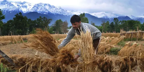Want To Feed The World? Tackle Pollution From Ozone And Soot