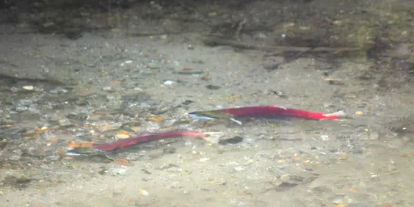 A Reason For More Farmed Salmon: 48 Million Wild Fish Per Year Just In Two Alaska Areas