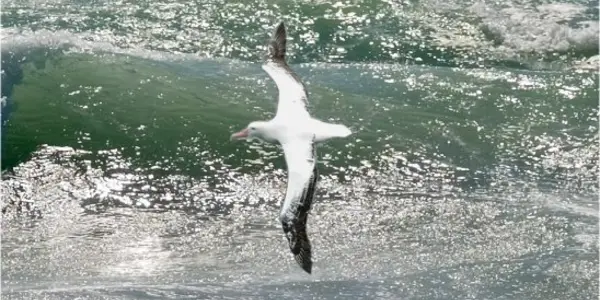 The Albatross