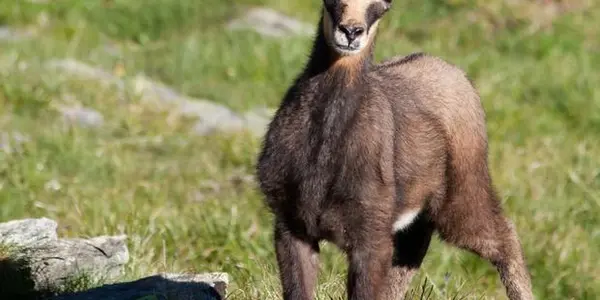 Hunters Unite: Global Warming Implicated In Animal Size