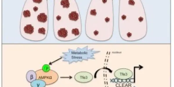 How AMPK, Thought To Suppress Cancer, Actually Helps It Survive