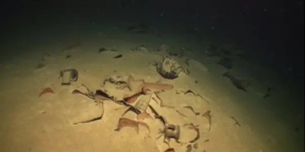 Gas Exploration Boosts Archeology - Ancient Shipwrecks Found