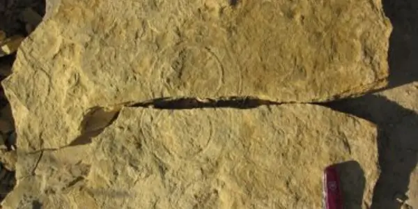 Want To Help Solve An Ancient Riddle In Paleontology?