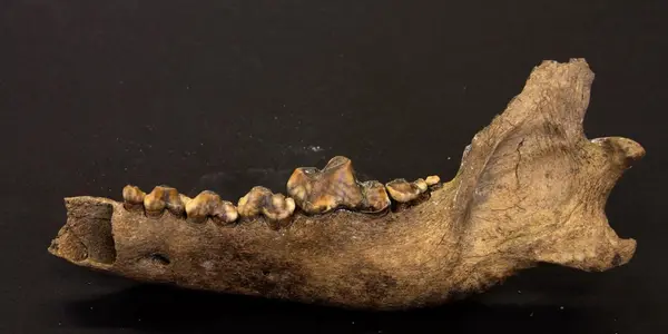 Dogs And Humans: A 35,000 Year Partnership