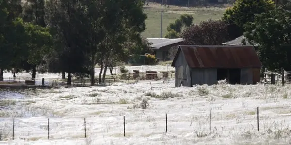 The Spider Paratroopers Of Australia
