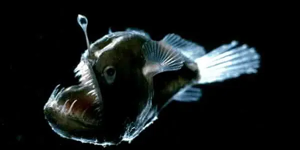 Deep Ocean: Mother Nature's Very Own Science Fiction Movie