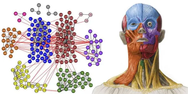 Your Skull: Now An Extended Network Structured In Ten Modules