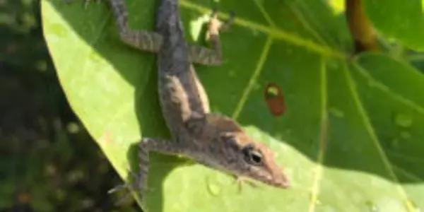 Hurricane-Induced Natural Selection: Surviving Lizards Have Different Toes