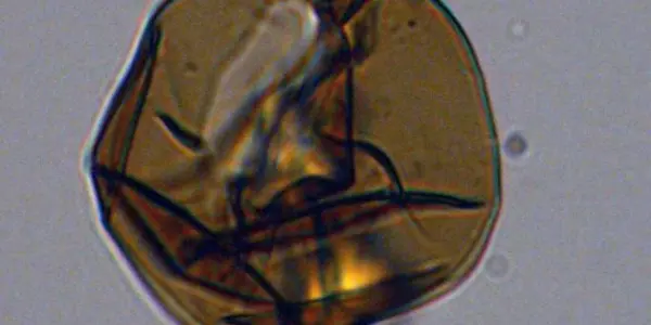 33.6 Million Years Ago Earth Got The Antarctic Polar Icecap - And A Plankton Food Web