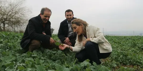 Foliar Application Of Zinc Boosts Wheat Output